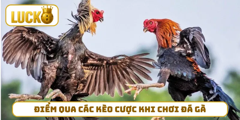 Điểm qua các kèo cược đỉnh chóp khi chơi đá gà