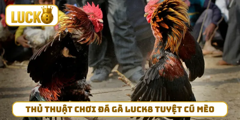Thủ thuật chơi đá gà LUCK8 tuyệt cú mèo